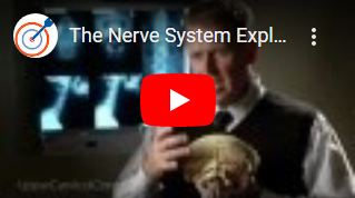 The Nerve System Explained