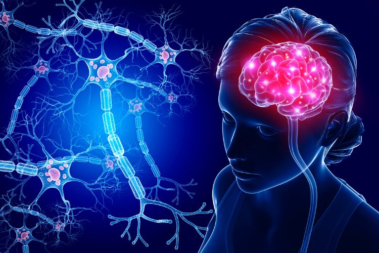 The Nervous System and Immune System Connection