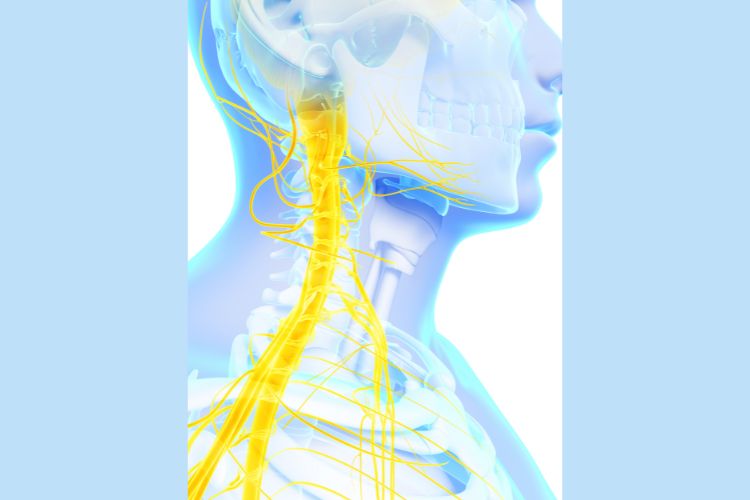 Pathways to Relief- Upper Cervical Chiropractic's Approach